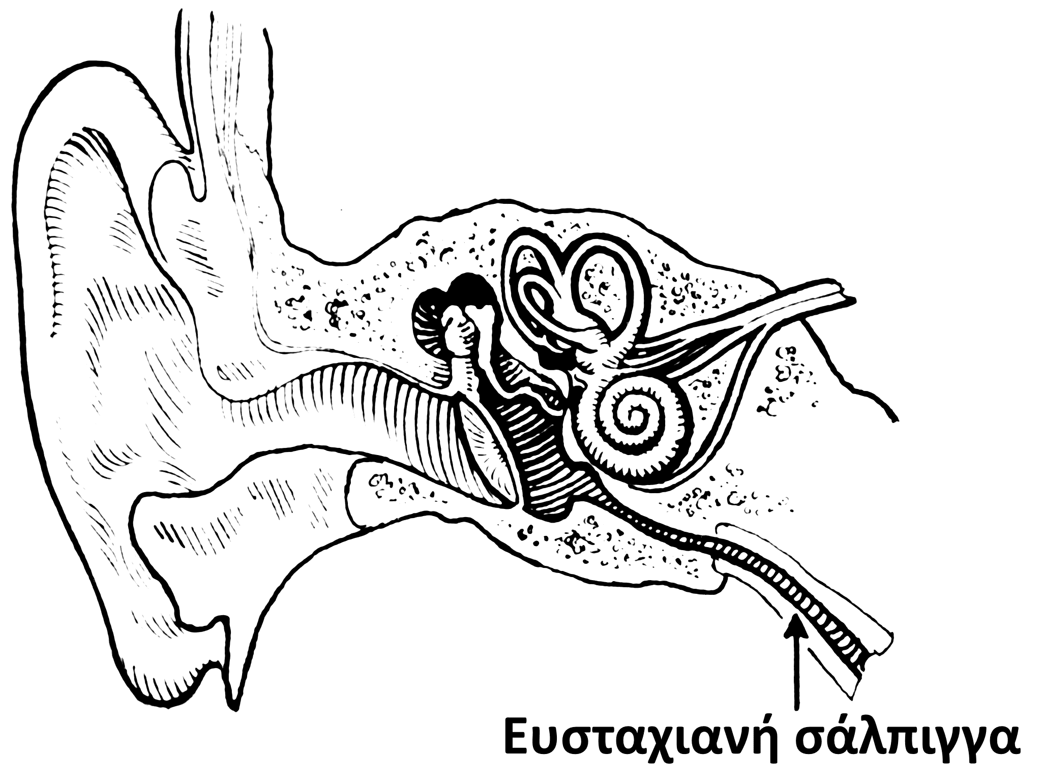Дисфункция евстахиевой трубы